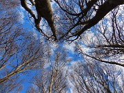 43 Ripassiamo dalla splendida faggeta del Monte Picchetto